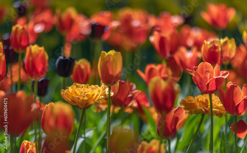 bright orangeand red tulips in green grass