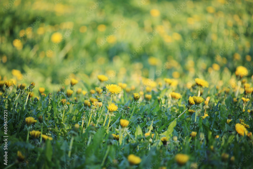 Fototapeta premium A dandelion meadow in spring season