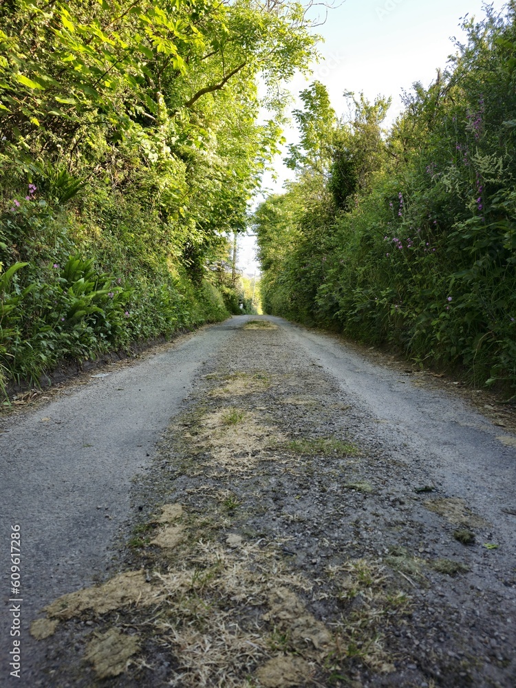 road in the forest road in the forest