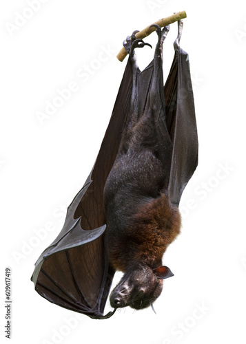 Indian flying fox. Bat.