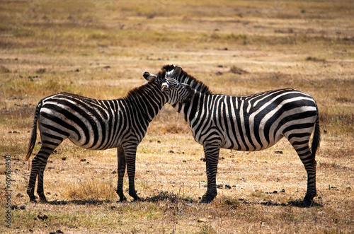 Hugging couple of zebras in the wild