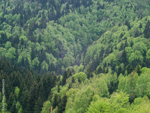 Dense mountain forest in spring - Carpathians, Romania 