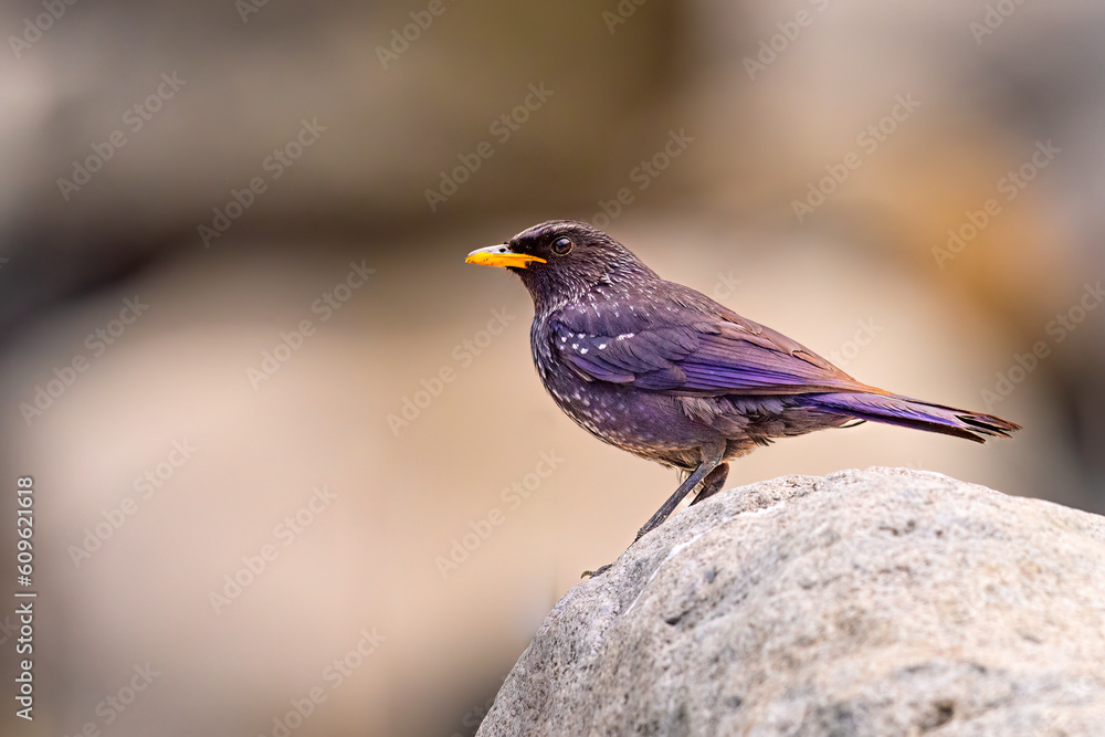 Blue Whistling Thrush (Myophonus Caeruleus) Blue Whistling Thrush (Myophonus Caeruleus)