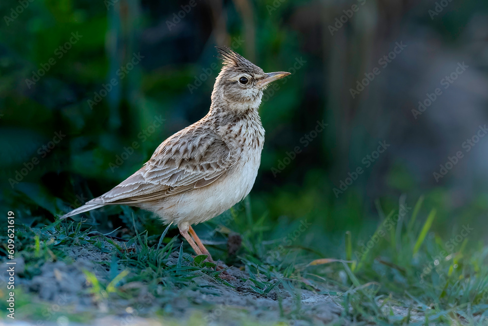 Crested Lark (Galerida cristata) Crested Lark (Galerida cristata)