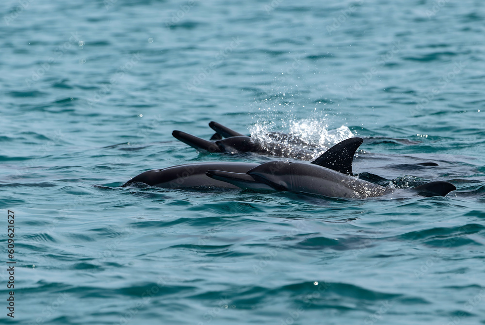 Fototapeta premium Bottlenose Dolphin Pod