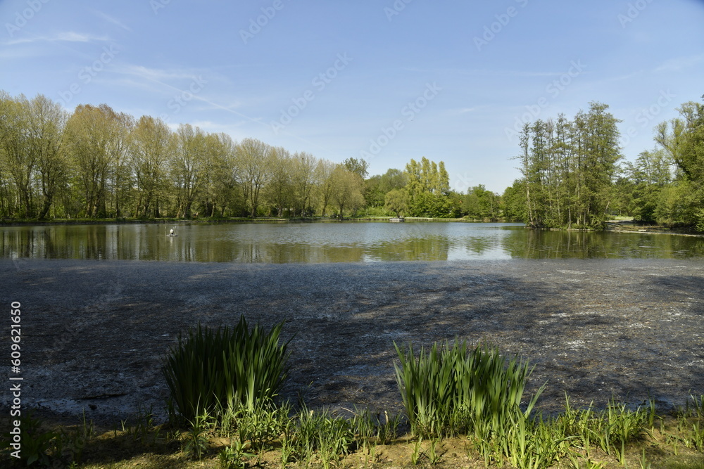 Reflet des arbres dans l'un des étangs du domaine provincial de Kessel-Lo à Louvain 