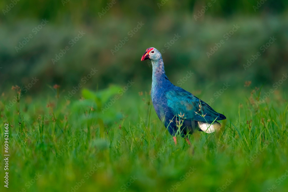Grey-Headed Swamphen (Porphyrio Poliocephalus) Grey-Headed Swamphen (Porphyrio Poliocephalus)