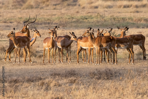 Gazelle Herd © MuhammadAsif