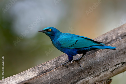 Greater Blue-Eared Starling Or Greater Blue-Eared Glossy-Starling (Lamprotornis Chalybaeus) © MuhammadAsif