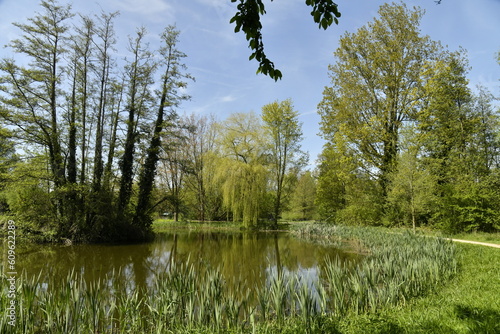 Le petit étang entouré par la végétation luxuriante au domaine provincial de Kessel-Lo à Louvain 