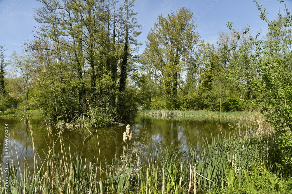 Obraz premium Le petit étang entouré par la végétation luxuriante au domaine provincial de Kessel-Lo à Louvain