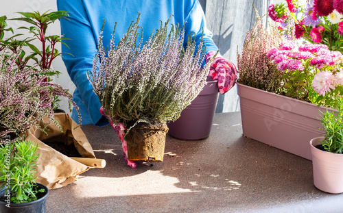 A woman is transplanting common heather or erica into a pot, planting autumn flowers in pots, decorating a balcony or terrace in autumn