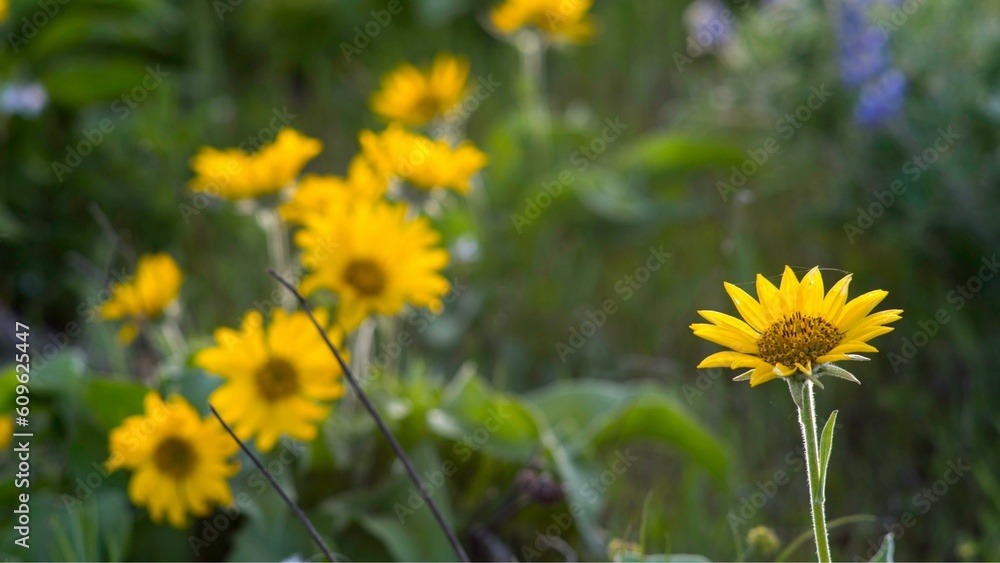 Captivating Wild Beauty: Balsam Root in Spring, Bathed in Late Afternoon Sunlight, Pacific Northwest USA - 4K Captivating Wild Beauty: Balsam Root in Spring, Bathed in Late Afternoon Sunlight, Pacific Northwest USA - 4K