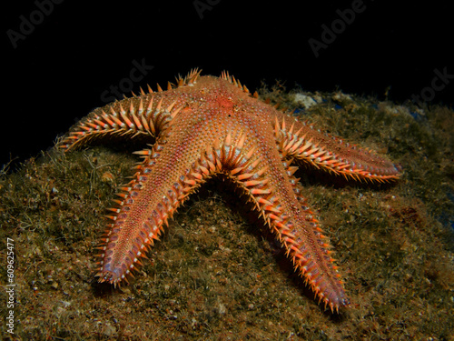Comb sea star from the Mediterranean Sea