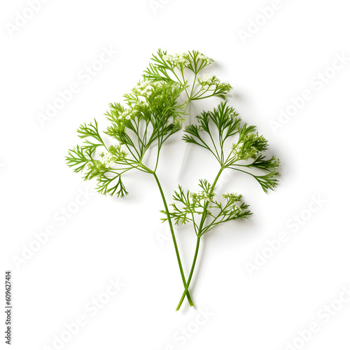 caraway isolated on white background