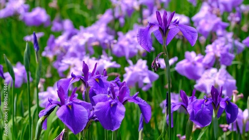 風に揺れる菖蒲の花