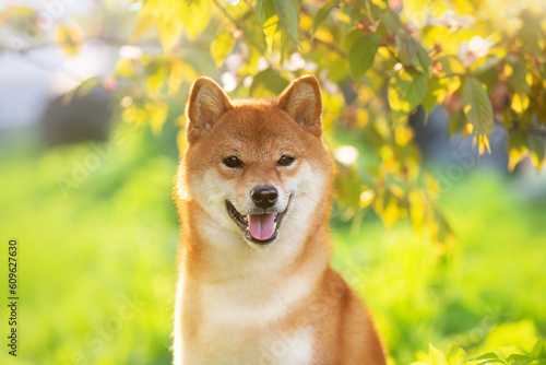 Portrait of beautiful red shiba inu dog on cherry blossom's and green grass background. Japanese shiba dog and sakura