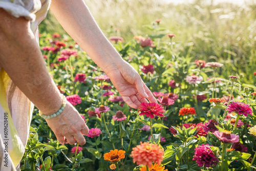 Fototapeta Naklejka Na Ścianę i Meble -  Female hand touching zinnia flowers. Woman florist admiring the flower garden in summer