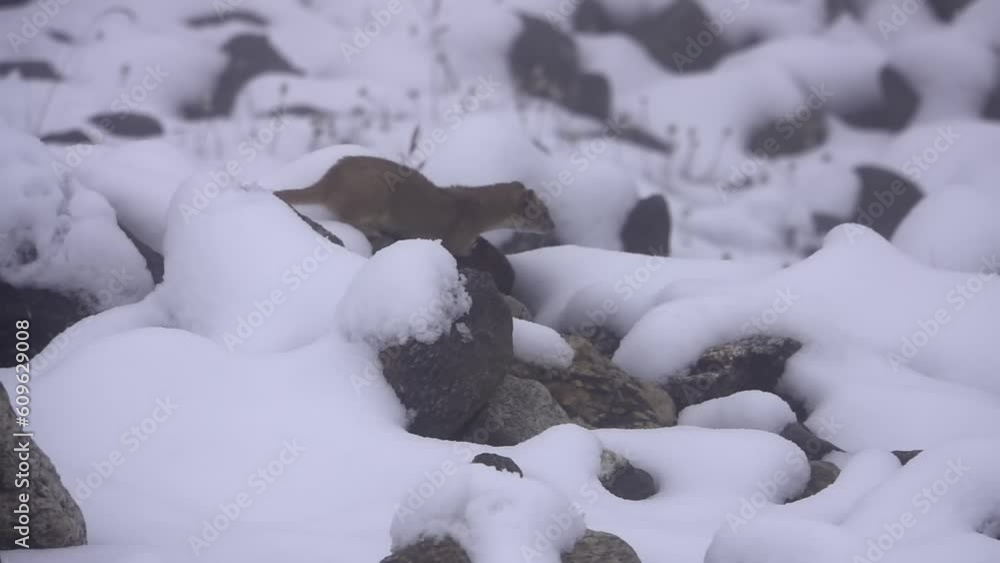 mountain weasel (Mustela altaica) in snow searching for food
Slow motion shot from Nepal September, 2023
mountain weasel (Mustela altaica) in snow searching for food
Slow motion shot from Nepal September, 2023
