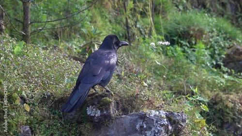 Large billed black crow on rock takes off in forest

Slow motion shot from Nepal,2023
 photo