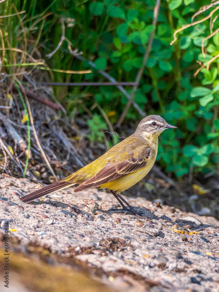 The female of western yellow wagtail is sitting on the rock. Songbird, city birds The female of western yellow wagtail is sitting on the rock. Songbird, city birds