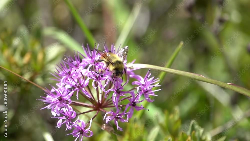 Bee on purple flower close up, Nepal
Close up slow motion from Nepal, 2023
Bee on purple flower close up, Nepal
Close up slow motion from Nepal, 2023