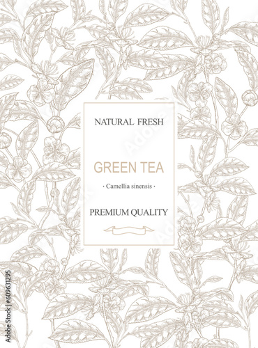 Tea background. Hand drawn Camellia sinensis plant. Tea branches with leaves and flowers. Vector illustration. Vintage engraving.