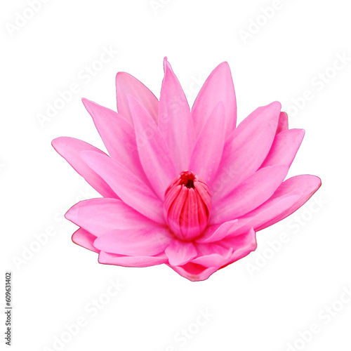 One blooming pink lotus flower  close-up shot  isolated.