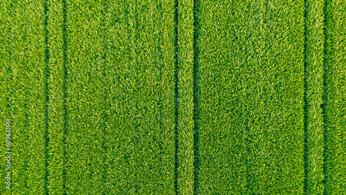 Wheat field top view, background texture. Agricultural field, young green wheat