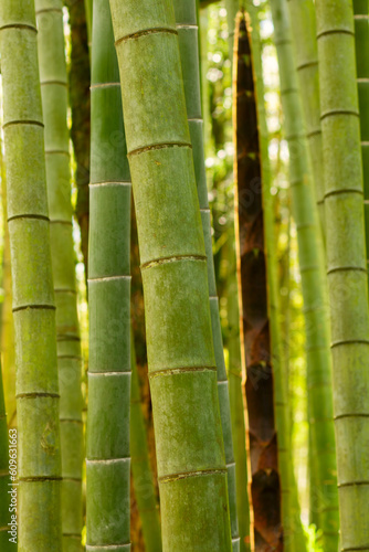 Bamboo grove in nature, Zen bamboo garden