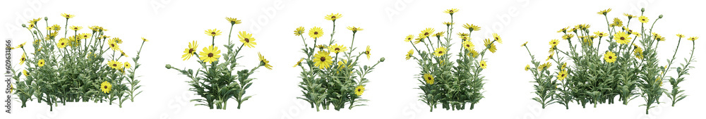 Set of Osteospermum flowers with isolated on transparent background. PNG file, 3D rendering illustration, Clip art and cut out