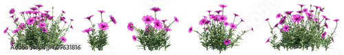 Set of Osteospermum flowers with isolated on transparent background. PNG file, 3D rendering illustration, Clip art and cut out photo