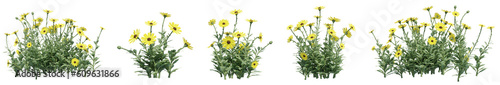Set of Osteospermum flowers with isolated on transparent background. PNG file, 3D rendering illustration, Clip art and cut out
