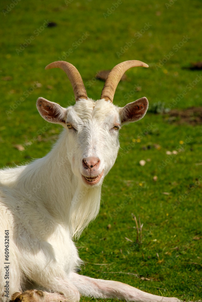 White goat with long horns and long bear hewing something looking a bit goofy White goat with long horns and long bear hewing something looking a bit goofy