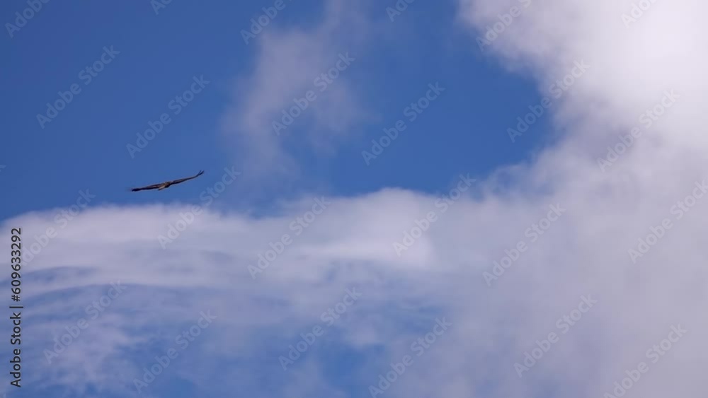 Kite raptor (Accipitridae) flying in blue sky with some clouds
Slow motion from Nepal, 2023
Kite raptor (Accipitridae) flying in blue sky with some clouds
Slow motion from Nepal, 2023