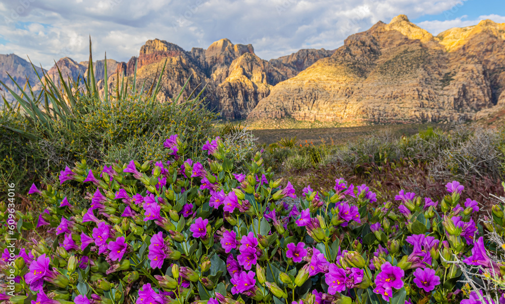 Purple Four O'clock Flowers and The Rainbow Mountains  at The White Rock Trailhead, Red Rock National Conservation Area, Las Vegas, Nevada, USA
