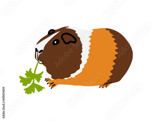 Guinea pig eating celery leaf. Vector illustration of a pet eating food.