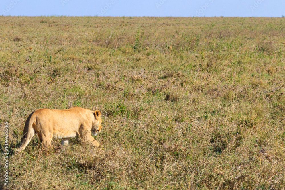Lioness (Panthera leo) walking in savannah in Serengeti national park, Tanzania Lioness (Panthera leo) walking in savannah in Serengeti national park, Tanzania