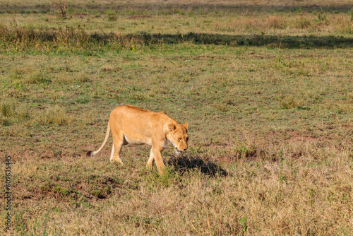 Lioness  Panthera leo  walking in savannah in Serengeti national park  Tanzania