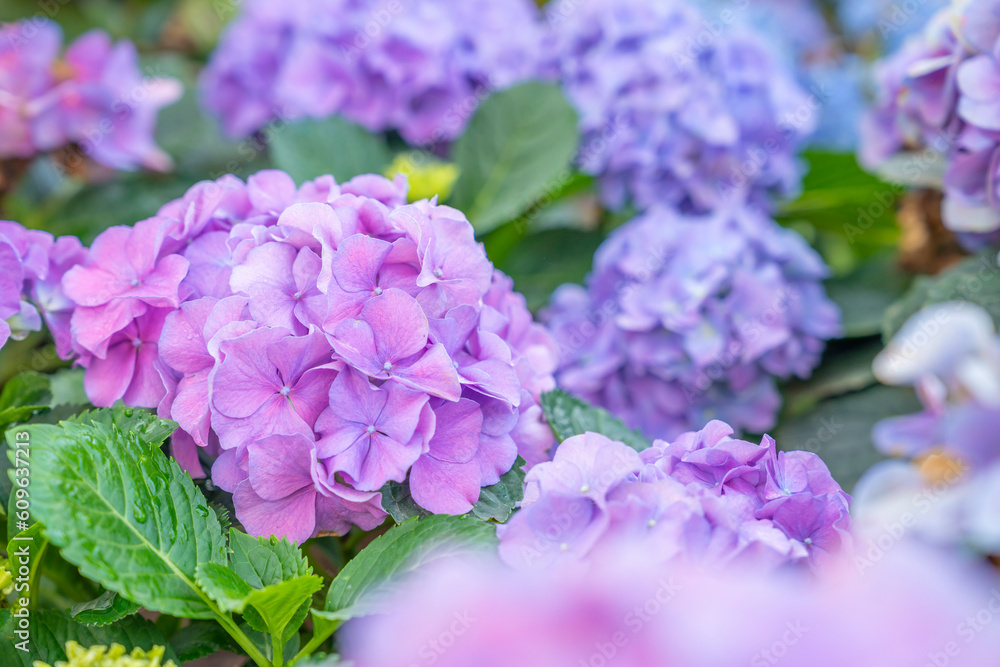 Bush of pink Bigleaf hydrangea (Hydrangea macrophylla) flowers. Bush of pink Bigleaf hydrangea (Hydrangea macrophylla) flowers.