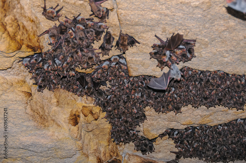 A large colony of bats resting during the day in the catacombs of eastern Crimea. photo