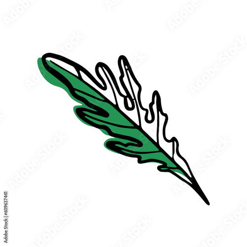 Green arugula on white background