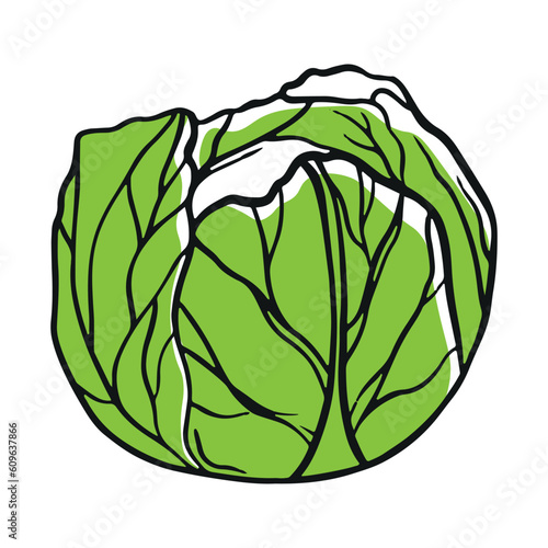 Green cabbage on white background