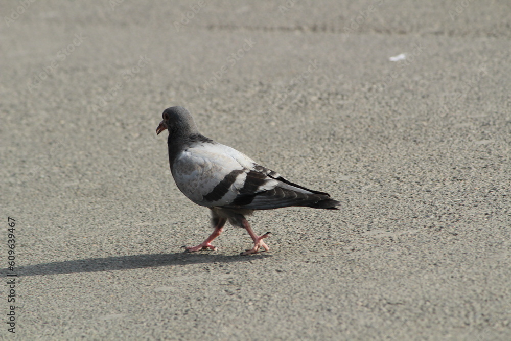 Obraz premium Photos of nature and wildlife I took in the picturesque landscape of Europe