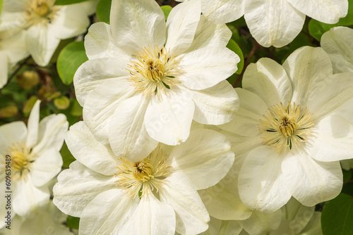 Clematis Hybride Guernsey Cream Detail Blüte