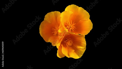 Eschscholzia californica Orange King openning in timelapse mode. 
Flowers of Eschscholzia bloom in time-lapse mode.