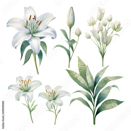 Set of watercolor vector white lilies