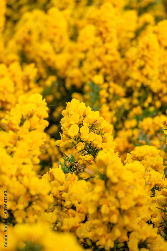 Yellow gorse flowers blooming in the Spring Yellow gorse flowers blooming in the Spring
