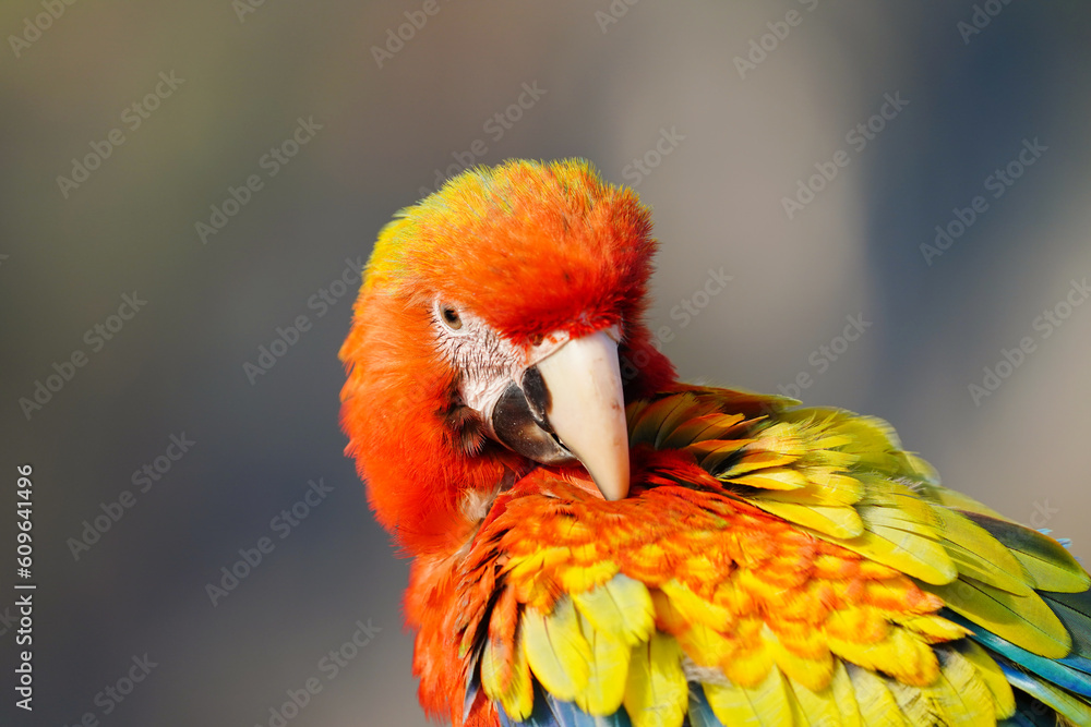 Obraz premium Camelot macaw feathered parrot.