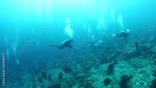 Wallpaper Mural Shoal of snappers in wonderful seabed of the Andaman Sea Islands. Underwater life on colorful coral reefs in transparent clear water on blue background. Scuba diving and snorkeling in undersea Ocean. Torontodigital.ca